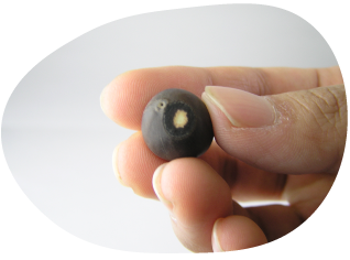 蓮たねを削るイメージ