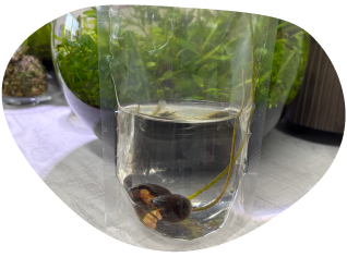 蓮たねを水につけるイメージ