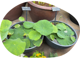 蓮たねを生長させるイメージ