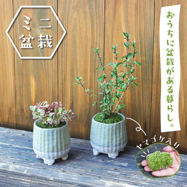 植木鉢 オアシス付き （オアシススパ パタヤ | 【公式】タイ国政府観光庁）