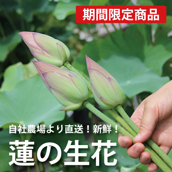 株式会社 杜若園芸｜水草の生産販売【通販ショップ】