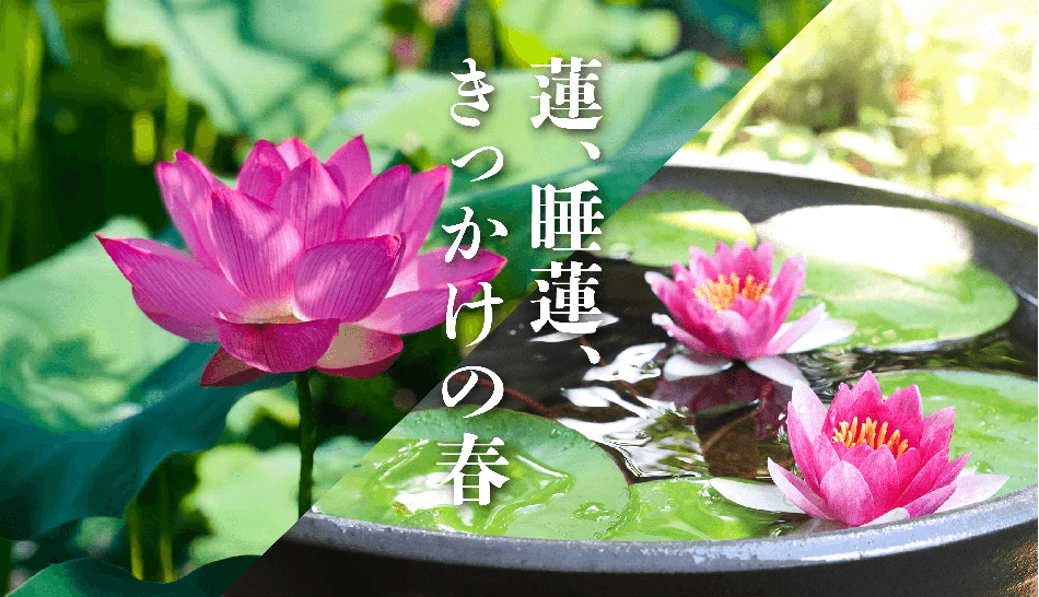 蓮、睡蓮、きっかけの春