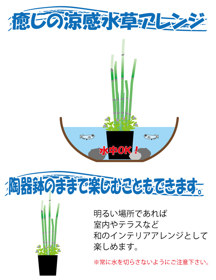 涼感こばち オオトクサアレンジ 和 株式会社 杜若園芸 水草の生産販売 通販ショップ