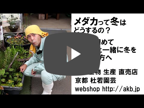 杜若園芸 メールマガジン 杜若園芸 年10月6日発行 Name 様 こんにちは 杜若園芸のyoutuber鈴木です いつも ご愛読いただきありがとうございます いよいよ帰宅時の服装が夏のままでは寒いという時期になってきました う さむ