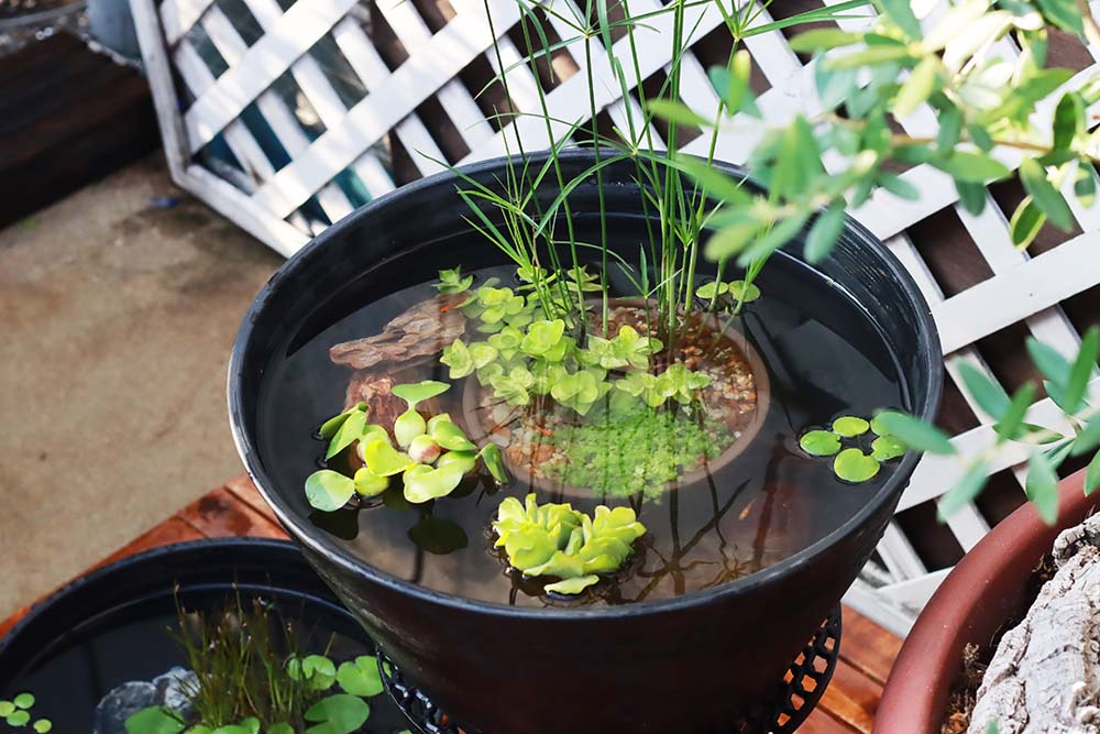 黒プラ鉢Φ39 | 杜若園芸WEBショップ｜水草の生産販売【通販ショップ】