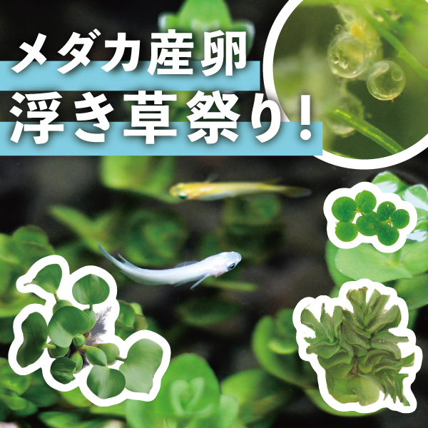medakasanran_ukikusamatsuri_banner.jpg