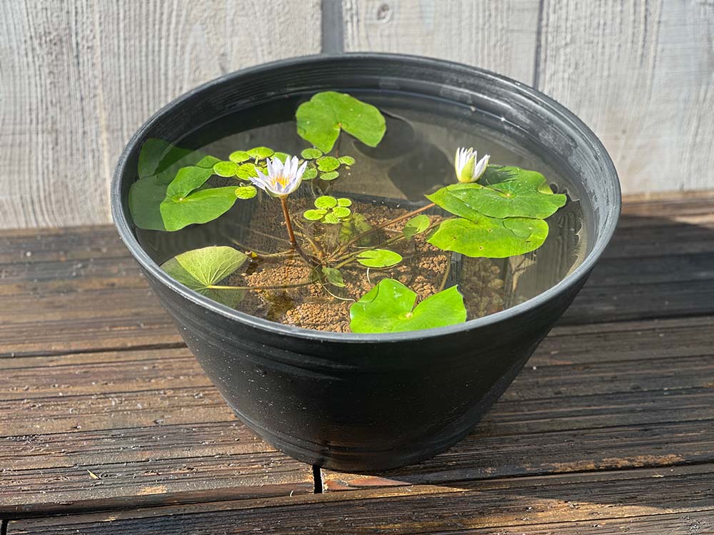 生花用。すり鉢２個 EAトCO/Sulu mortar and pestle -溝がないから洗いやすい、フタ付き