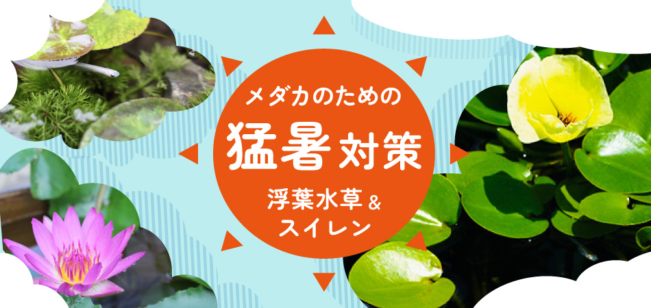 メダカのための猛暑対策浮葉水草＆スイレンバナー