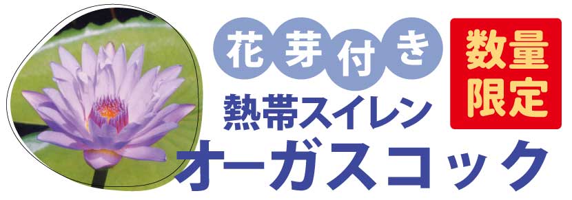 オーガスコック画像