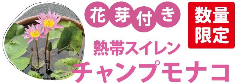 チャンプモナコ画像
