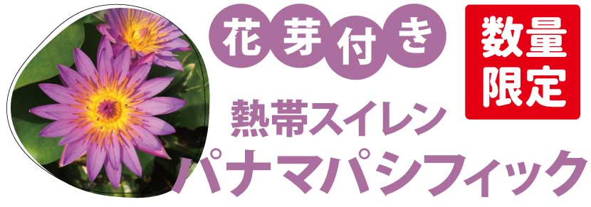 パナマパシフィック画像