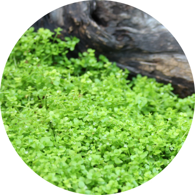 ニューラージパールグラスの成長イメージ