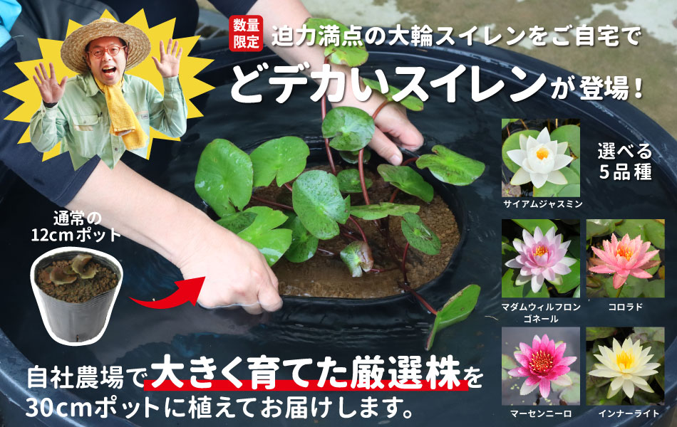 数量限定！のびのび大きく育つ！どデカいスイレンポット新登場！