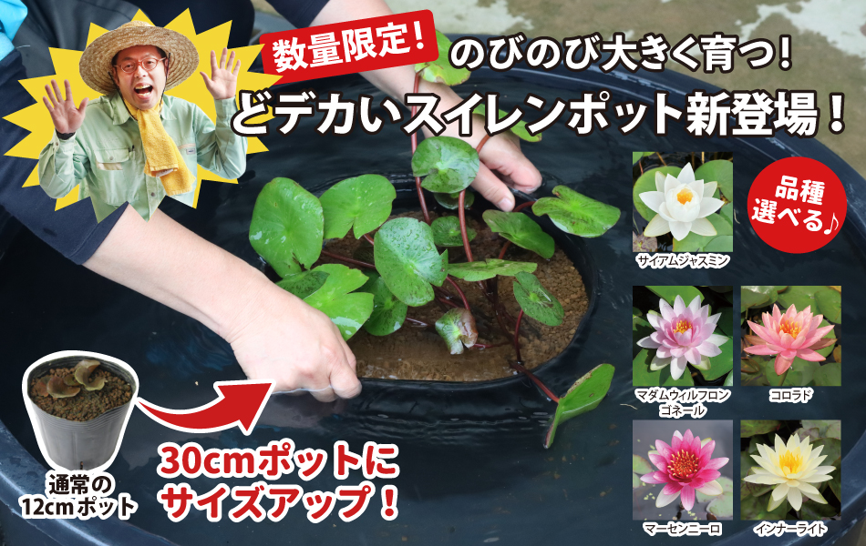 数量限定！のびのび大きく育つ！どデカいスイレンポット新登場！