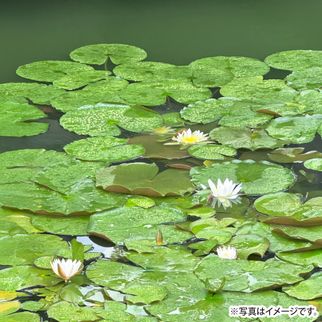 沈めるイメージ