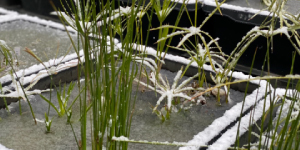 屋外で越冬可能な植物