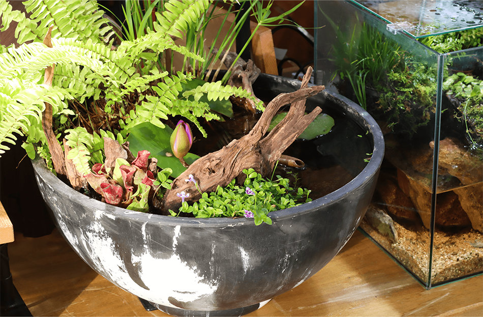 国産天然流木 ホーンウッド R050725-4 国産天然流木 ホーンウッド R050725-4 【公式通販】