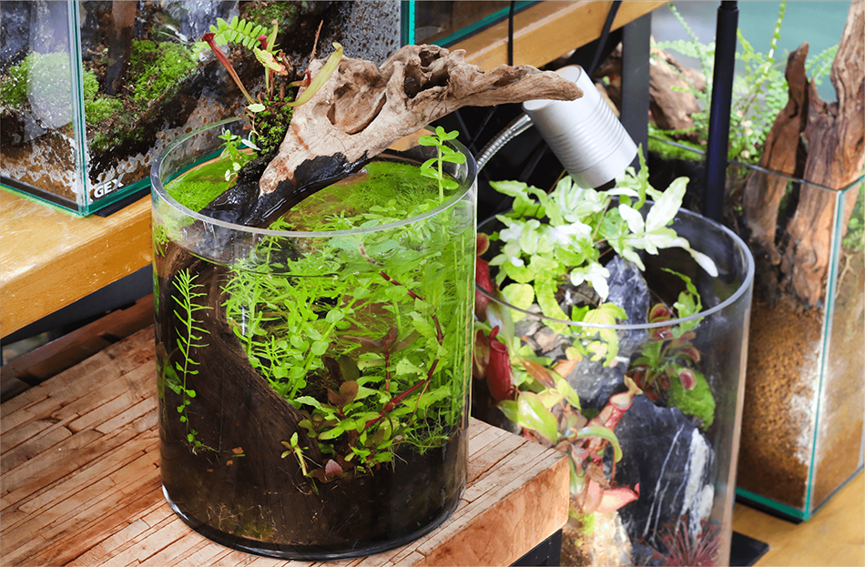 国産天然流木 ホーンウッド R050725-4 【公式通販】