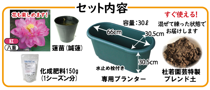 水生野菜栽培セット レンコン 誠蓮 株式会社 杜若園芸 水草の生産販売 通販ショップ