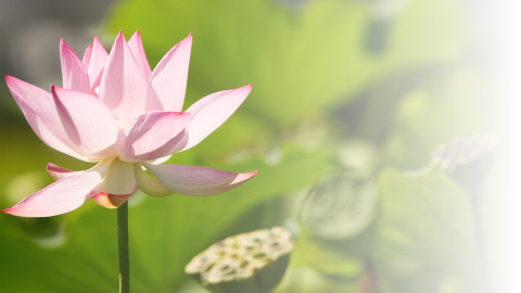 お楽しみ小型蓮苗 植え付け済み陶器鉢【肥料150gプレゼント