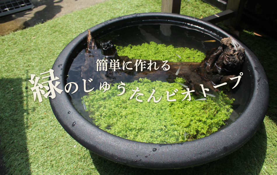 杜若園芸　緑のじゅうたん、水草の草原ビオトープ