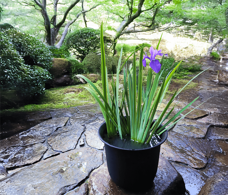 杜若園芸　カキツバタ栽培セット