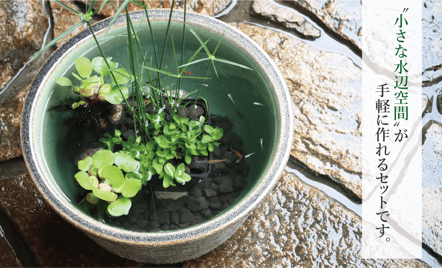 信楽焼メダカ鉢カンタンビオトープセット | 杜若園芸WEBショップ 信楽焼メダカ鉢カンタンビオトープセット | 杜若園芸WEBショップ