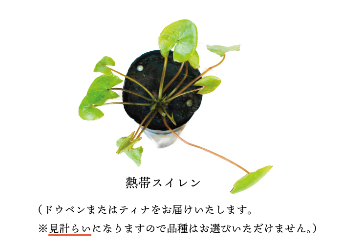 熱帯睡蓮