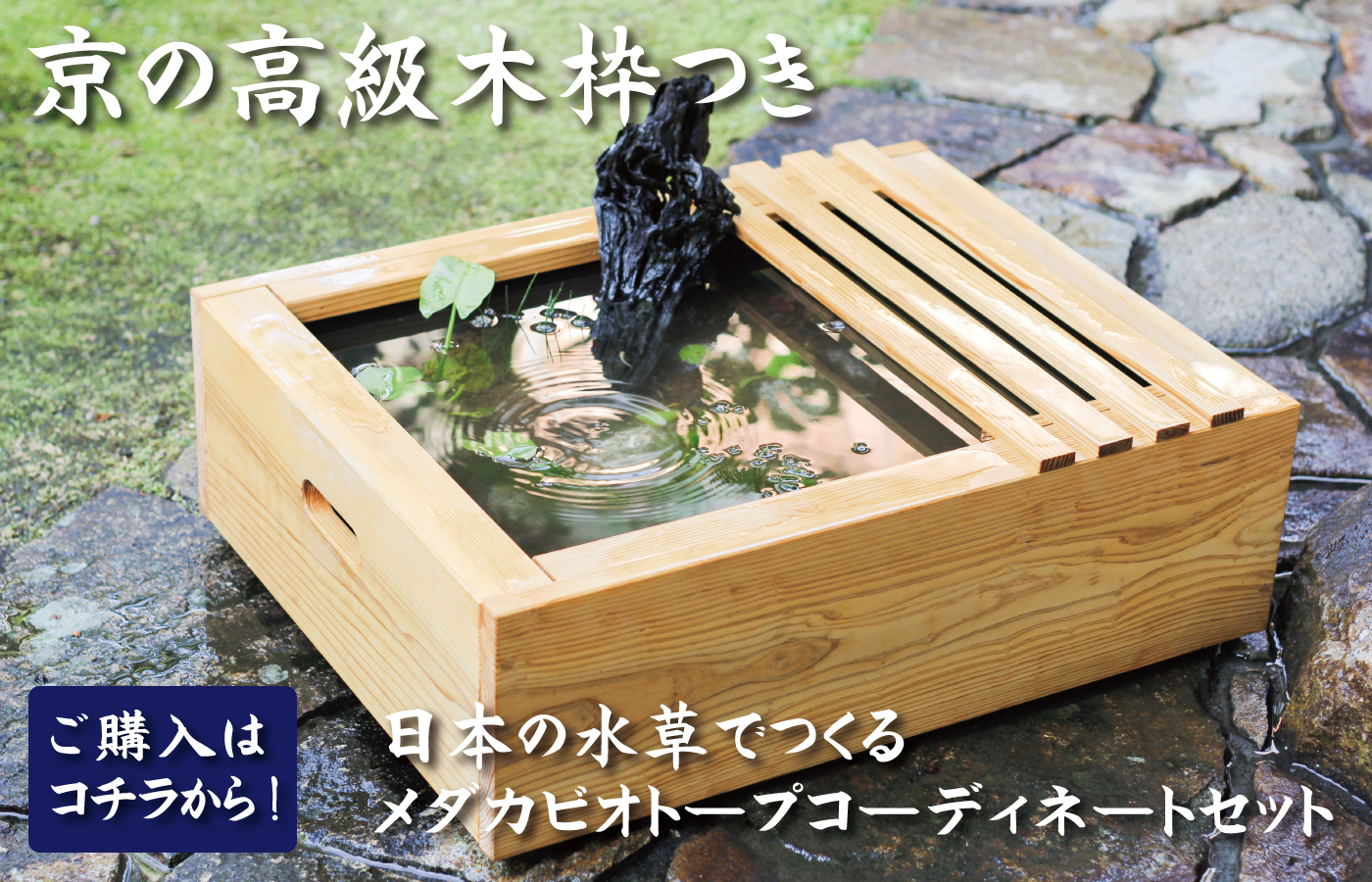 日本の水草でつくる メダカビオトープコーディネート10点セット | 杜若園芸WEBショップ｜水草の生産販売【通販ショップ】