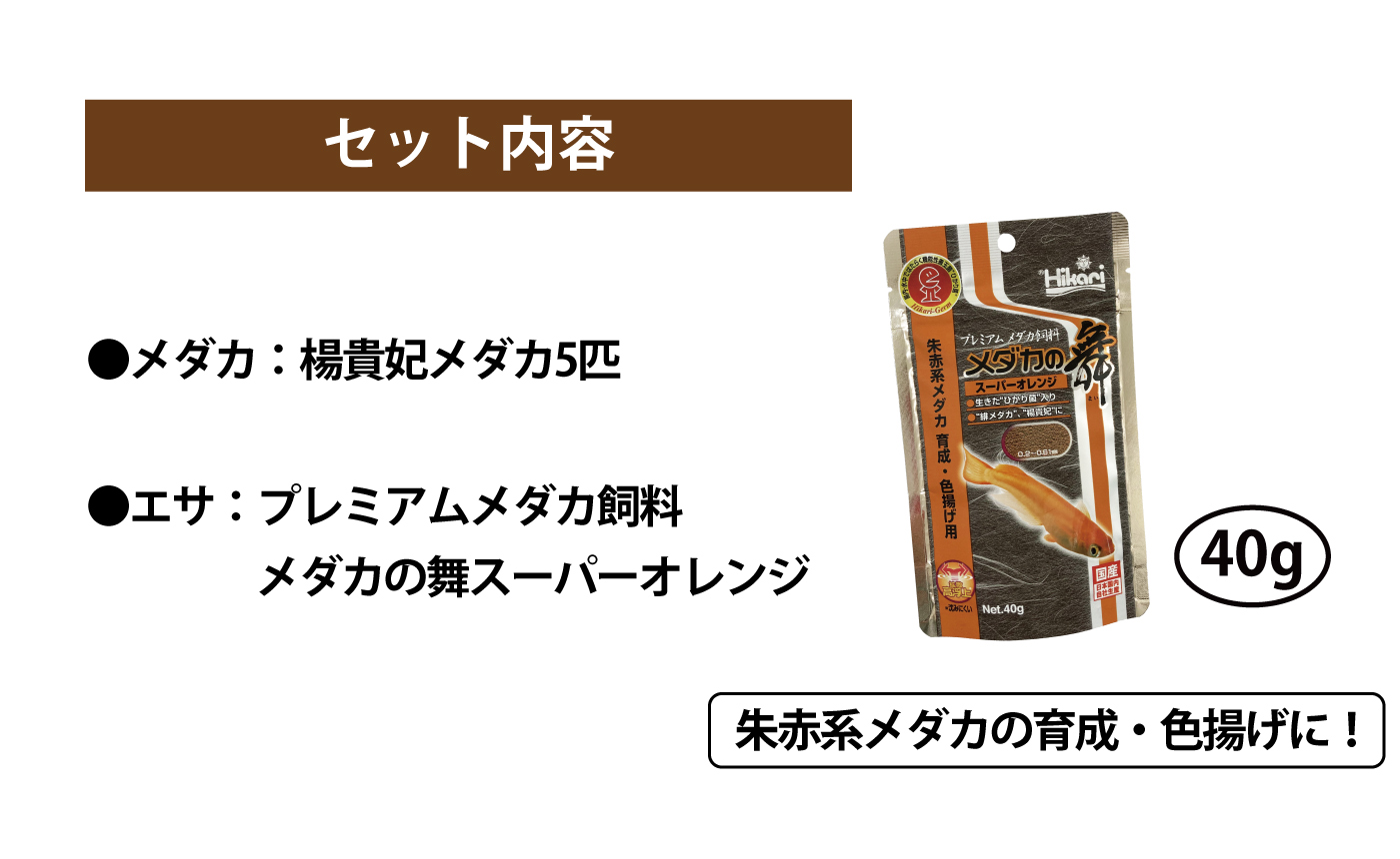 新発売 めだか ヒメダカ 初心者セット 10匹 ホテイ草 1株 セット Shipsctc Org 新発売 めだか ヒメダカ 初心者セット 10匹 ホテイ草 1株 セット Shipsctc Org