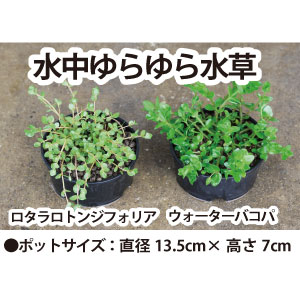 深鉢ダブル 飼育セット | 杜若園芸WEBショップ｜水草の生産販売【通販