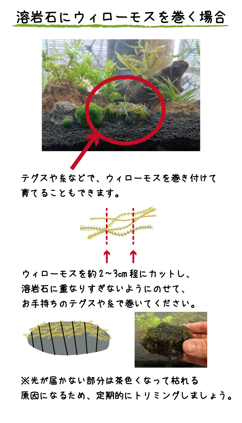 エビちゃん喜ぶ！ウィローモスとマリモセット | 杜若園芸WEBショップ