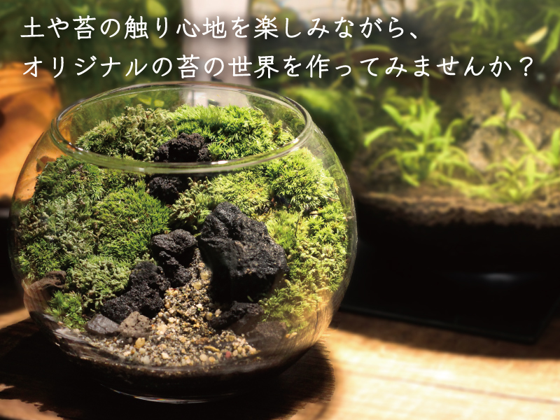 カンタン！苔テラリウムキット | 杜若園芸WEBショップ｜水草の生産販売