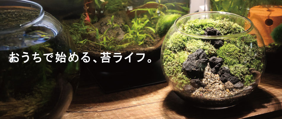 おうちで始める苔テラリウムバナー