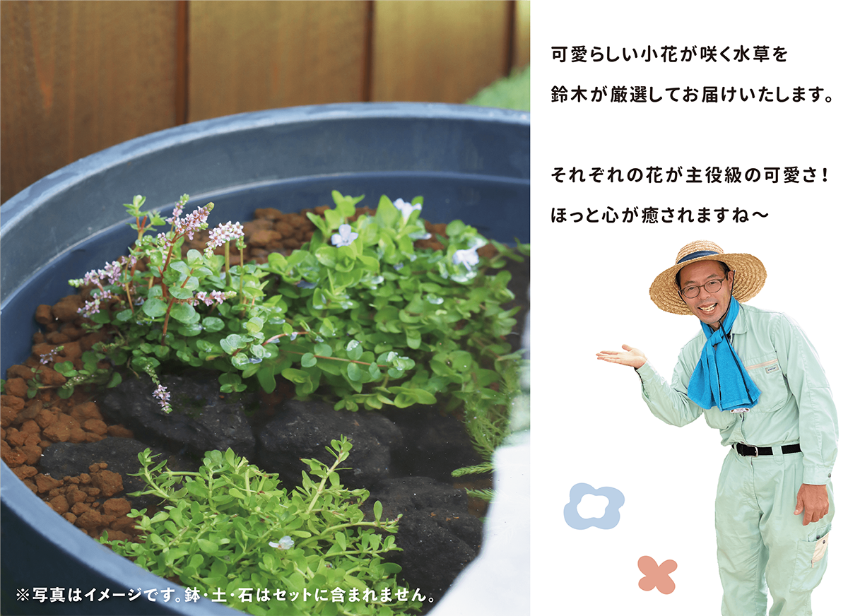 可愛らしい小花が咲く水草を鈴木が厳選してお届けいたします。それぞれの花が主役級の可愛さ！ほっと心が癒されますね～