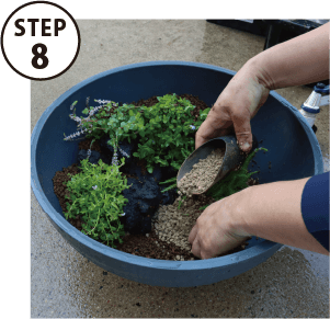 鈴木が厳選！お楽しみ小花咲く水草4品種セット (品種見計らい) | 杜若