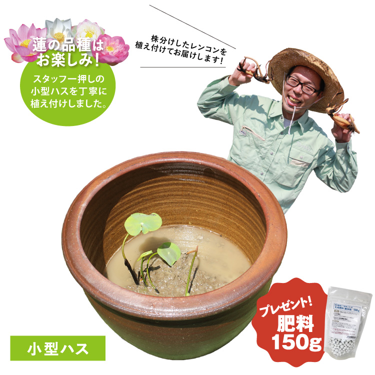 お楽しみ小型蓮苗植え付け済み陶器鉢set-112