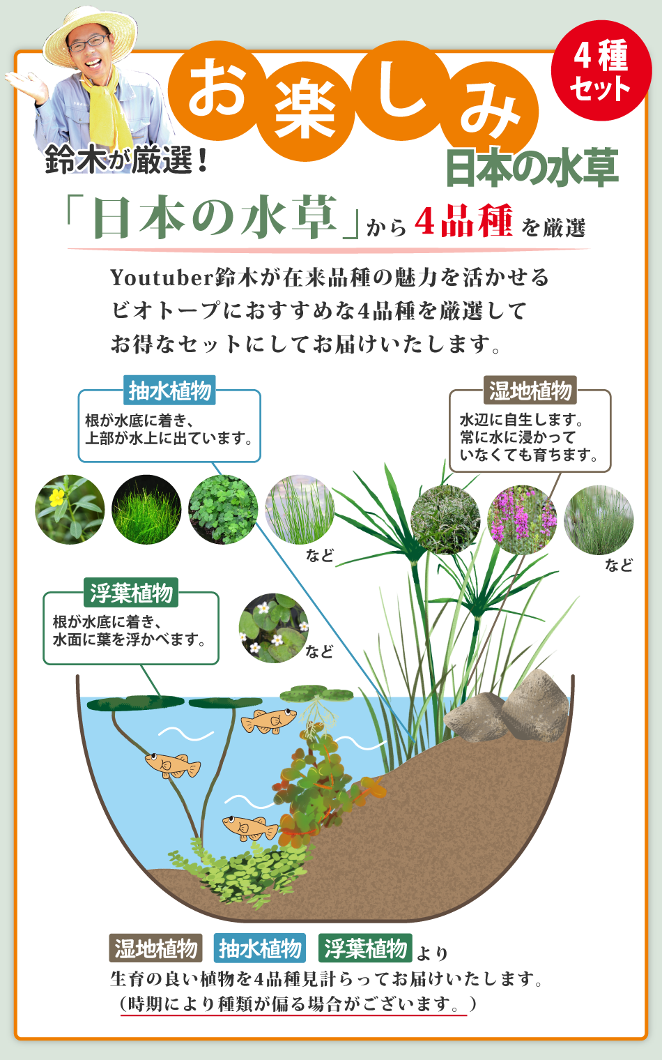 お楽しみ日本の水草4品種セット