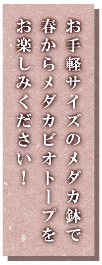 お手軽サイズのメダカ鉢で春からメダカビオトープをお楽しみください！