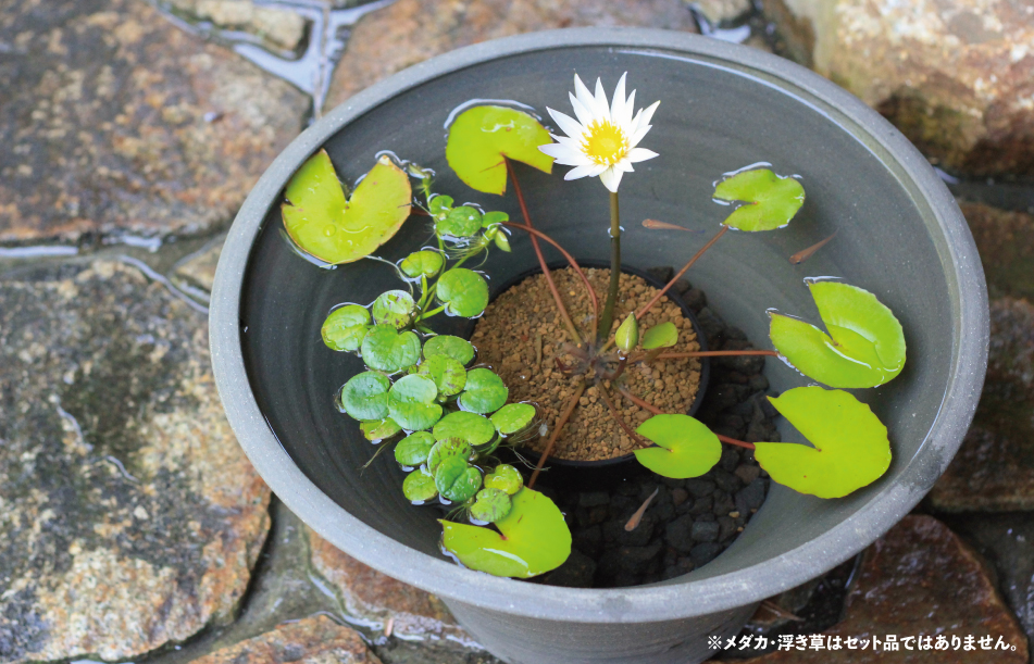 熱帯スイレン丸ポット植え付き4点セット(水鉢手づくり瓦色 小) | 杜若園芸WEBショップ｜水草の生産販売【通販ショップ】