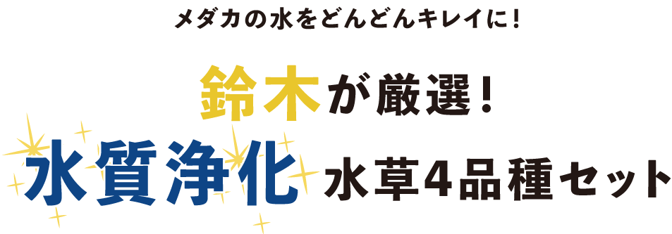 メダカの水をどんどんキレイに！鈴木が厳選！水質浄化水草4品種セット