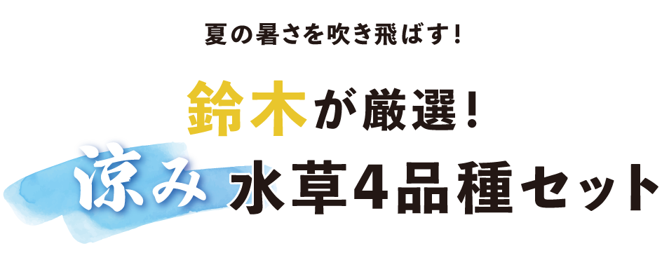 夏の暑さを吹き飛ばす！鈴木が厳選！涼み水草セット