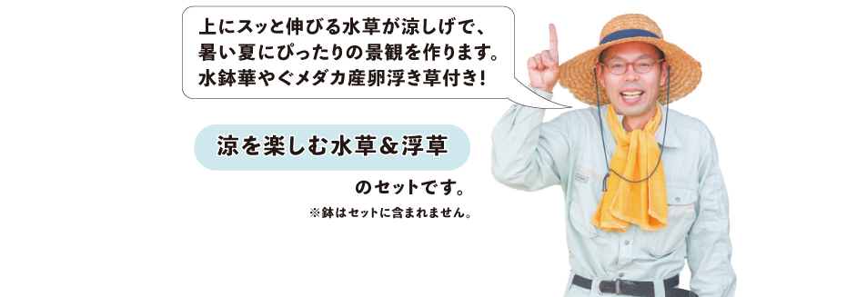 鈴木が厳選！涼み水草4品種セット | 杜若園芸WEBショップ｜水草の生産
