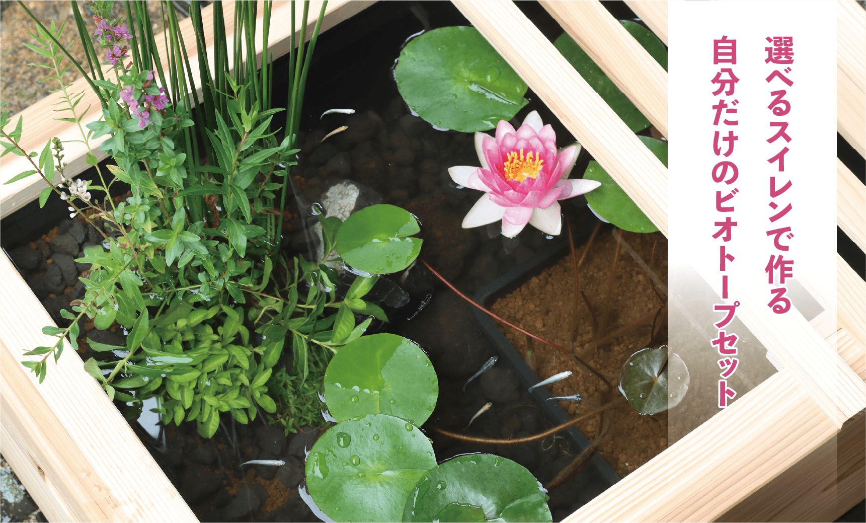 品種が選べるスイレン入り！】ビオトープコーディネートセット | 杜若