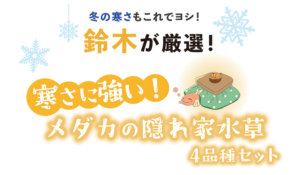 冬の寒さもこれでヨシ！鈴木が厳選！寒さに強い！メダカの隠れ家水草4品種セット