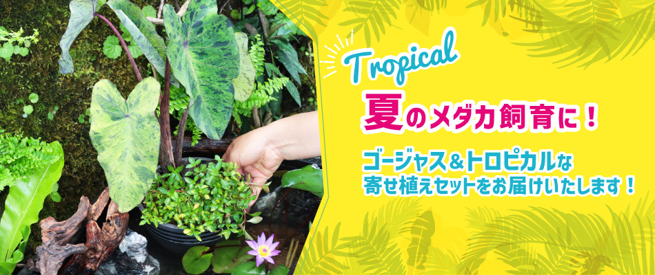 Tropical!夏のメダカ飼育に！ゴージャス＆トロピカルな寄せ植えセットをお届けいたします！