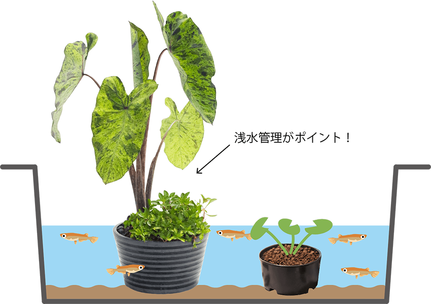 プラボートに寄せ植えを置く