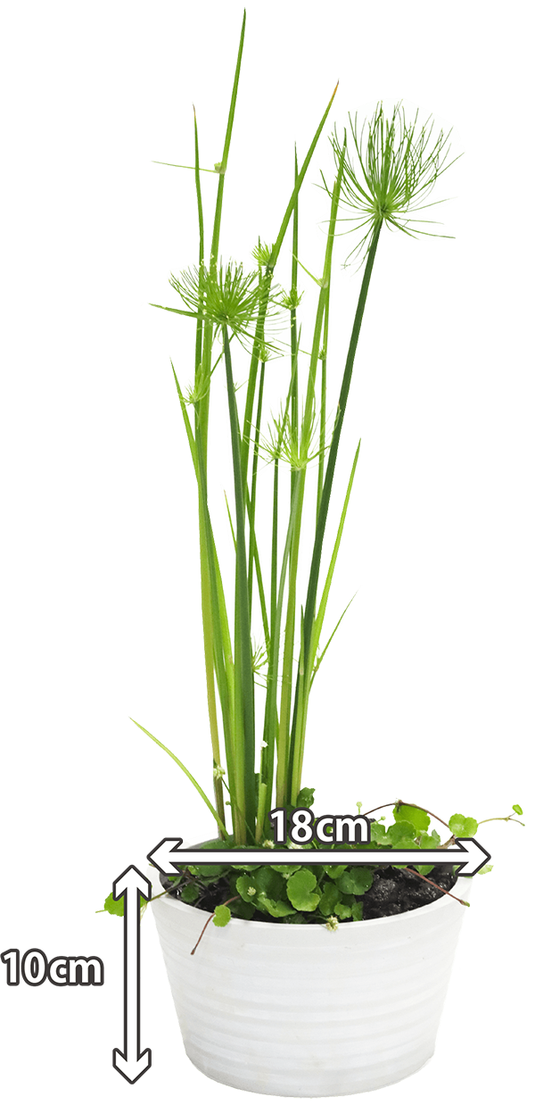 ミニパピルス・ペニーワートの寄せ植え【水質浄化石入り】