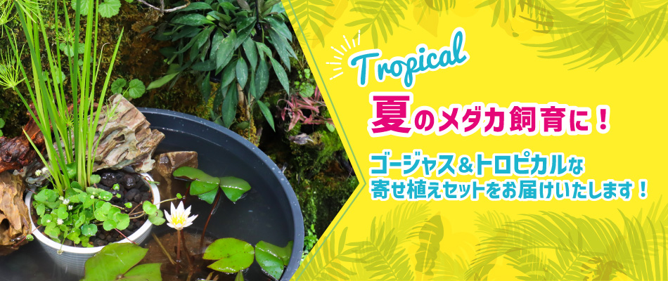 Tropical!夏のメダカ飼育に！ゴージャス＆トロピカルな寄せ植えセットをお届けいたします！