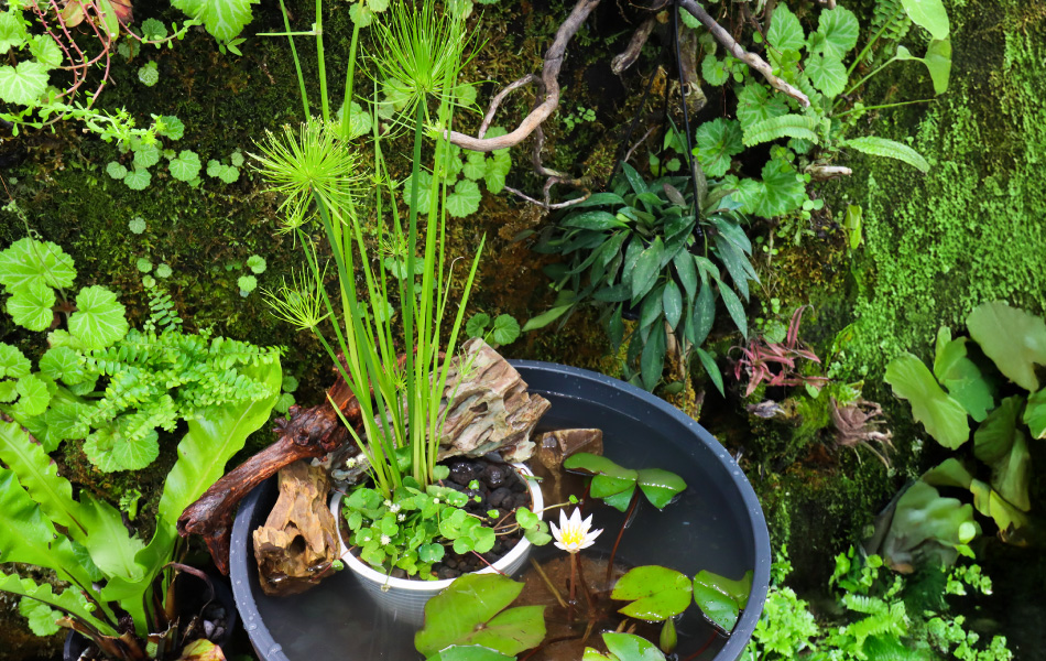 ドウベンと爽やか水草の寄せ植えセット | 杜若園芸WEBショップ｜水草の